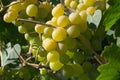 Harvest grapes. Large grapes. Grapes and winemaking. Large grapes.