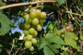 Harvest grapes. Large grapes. Grapes and winemaking. Large grapes.