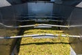 Harvest of grapes, modern wine press for grapes, wine making in Lazio, Italy Royalty Free Stock Photo