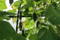 Green plants show the harvest. Royalty Free Stock Photo