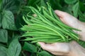 Harvest of green fresh beans in a garden. Hands hold green beans