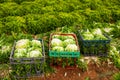 Harvest of green lettuce in crates during harvesting in garden Royalty Free Stock Photo