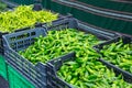 Harvest of green peppers Royalty Free Stock Photo