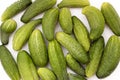 Harvest of green ripe cucumbers