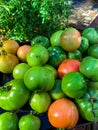 Harvest of Green Tomatoes Picked from the Plant Royalty Free Stock Photo