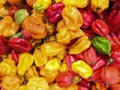 Harvest of Habanero peppers, multicolored