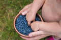 Harvest of Haskap berries, Lonicera caerulea, also calles honeyberries, blue berry honeysuckle or sweetberry honeysuckle