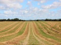 Harvest Hay Field with Blue Sky and Clouds