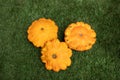 Harvest: Heap of Patisson Squash, Cucurbita pepo. organic fresh Orange pumpkins lie on green grass on field. Scalloped custard squ Royalty Free Stock Photo