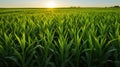 harvest illinois corn Royalty Free Stock Photo