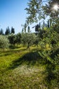 Fields of grass and trees,