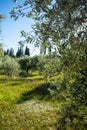 Fields of grass and trees,