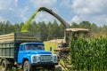 Harvest of juicy corn silage by a combine harvester and transportation by trucks, for laying on animal feed Royalty Free Stock Photo