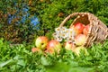 Harvest juicy ripe fruit apples in basket