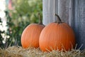 Harvest of large orange pumpkins, gourds and. squashes. Royalty Free Stock Photo