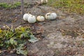 Harvest large ripe pumpkins in October on the garden Royalty Free Stock Photo