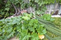 Harvest of luffa gourds and Chinese winter melons with the fence in the background
