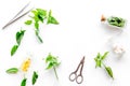 Harvest medicinal herb. Leaves, bottles and sciccors on white background top view copyspace Royalty Free Stock Photo