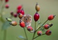 Harvest Mouse - Micromys minutes