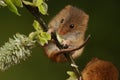 Harvest mice playing on a fern Royalty Free Stock Photo