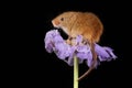 Harvest mice sat inside a violet flower