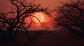 A harvest moon rising behind the silhouettes of barren branches