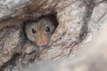 Harvest mouse Royalty Free Stock Photo