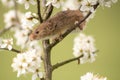 Harvest Mouse Royalty Free Stock Photo