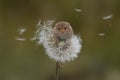 Harvest mouse balancing Royalty Free Stock Photo