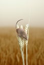 Harvest Mouse Climbing On An Ear Of Wheat