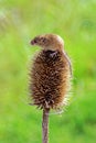 Harvest Mouse