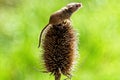 Harvest Mouse