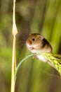 A Harvest Mouse in its Natural Habitat Royalty Free Stock Photo