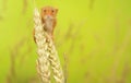 Harvest mouse