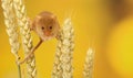 Harvest mouse