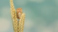 Harvest mouse