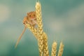 Harvest mouse Royalty Free Stock Photo