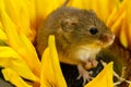 Harvest Mouse makes fists in a sunflower