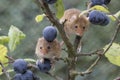 Harvest mouse, mice close up portrait sitting on thistle, corn, wheat, brambles, sloe, daisy, flowers Royalty Free Stock Photo