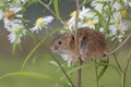 Harvest mouse, mice close up portrait sitting on thistle, corn, wheat, brambles, sloe, daisy, flowers Royalty Free Stock Photo