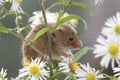 Harvest mouse, mice close up portrait sitting on thistle, corn, wheat, brambles, sloe, daisy, flowers Royalty Free Stock Photo