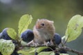 Harvest mouse, mice close up portrait sitting on thistle, corn, wheat, brambles, sloe, daisy, flowers Royalty Free Stock Photo