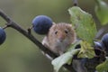 Harvest mouse, mice close up portrait sitting on thistle, corn, wheat, brambles, sloe, daisy, flowers Royalty Free Stock Photo