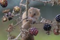 Harvest mouse, mice close up portrait sitting on thistle, corn, wheat, brambles, sloe, daisy, flowers Royalty Free Stock Photo