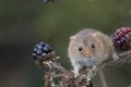 Harvest mouse, mice close up portrait sitting on thistle, corn, wheat, brambles, sloe, daisy, flowers