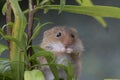 Harvest mouse, mice close up portrait sitting on thistle, corn, wheat, brambles, sloe, daisy, flowers