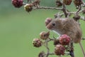 Harvest mouse, mice close up portrait sitting on thistle, corn, wheat, brambles, sloe, daisy, flowers Royalty Free Stock Photo