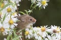 Harvest mouse, mice close up portrait sitting on thistle, corn, wheat, brambles, sloe, daisy, flowers Royalty Free Stock Photo