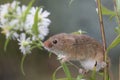 Harvest mouse, mice close up portrait sitting on thistle, corn, wheat, brambles, sloe, daisy, flowers Royalty Free Stock Photo