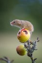 Harvest Mouse - Micromys minutes